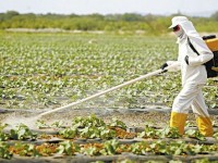 Há dez anos o Brasil já é considerado o maior consumidor de agrotóxicos do mundo (Foto: Reprodução/Internet)