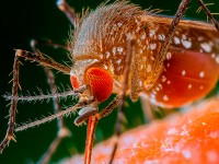 A transmissão da oropouche ocorre pelo inseto conhecido como maruim (Imagem: Adobestock)