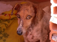 O cão infectado não transmite o calazar para humanos ou outros animais (Foto: Reprodução/TV Anhnaguera)